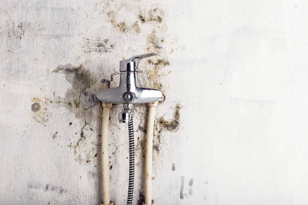 Best Black Mold Removal  in East Setauket, NY