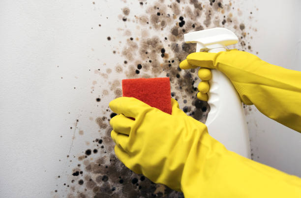 Best Black Mold Removal  in East Setauket, NY