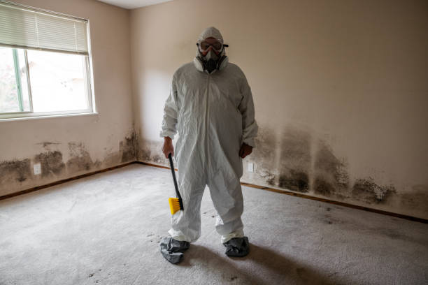 Professional Mold Removal in East Setauket, NY